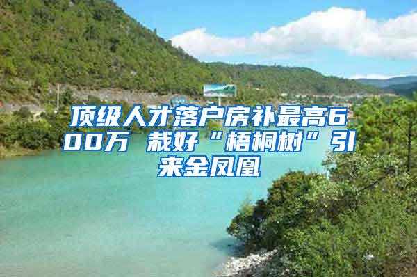 顶级人才落户房补最高600万 栽好“梧桐树”引来金凤凰